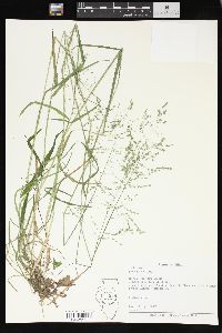 Poa sylvestris image