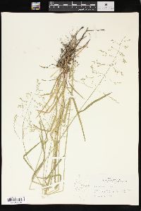 Poa sylvestris image