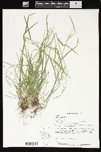 Poa sylvestris image