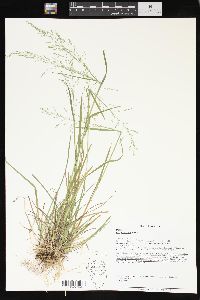 Poa sylvestris image