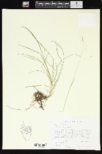 Poa wolfii image