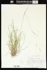 Poa wolfii image