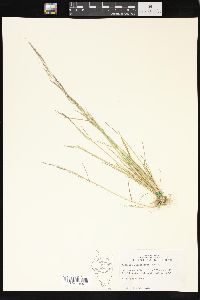 Agrostis elliottiana image