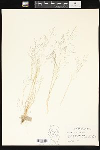 Agrostis elliottiana image