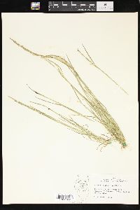 Agrostis elliottiana image