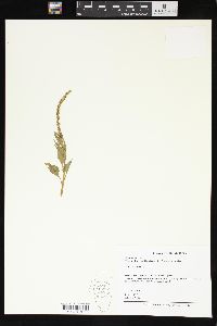 Chenopodium californicum image