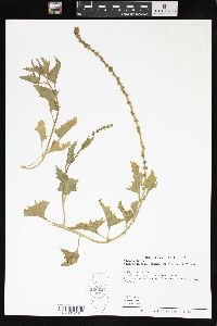 Chenopodium californicum image