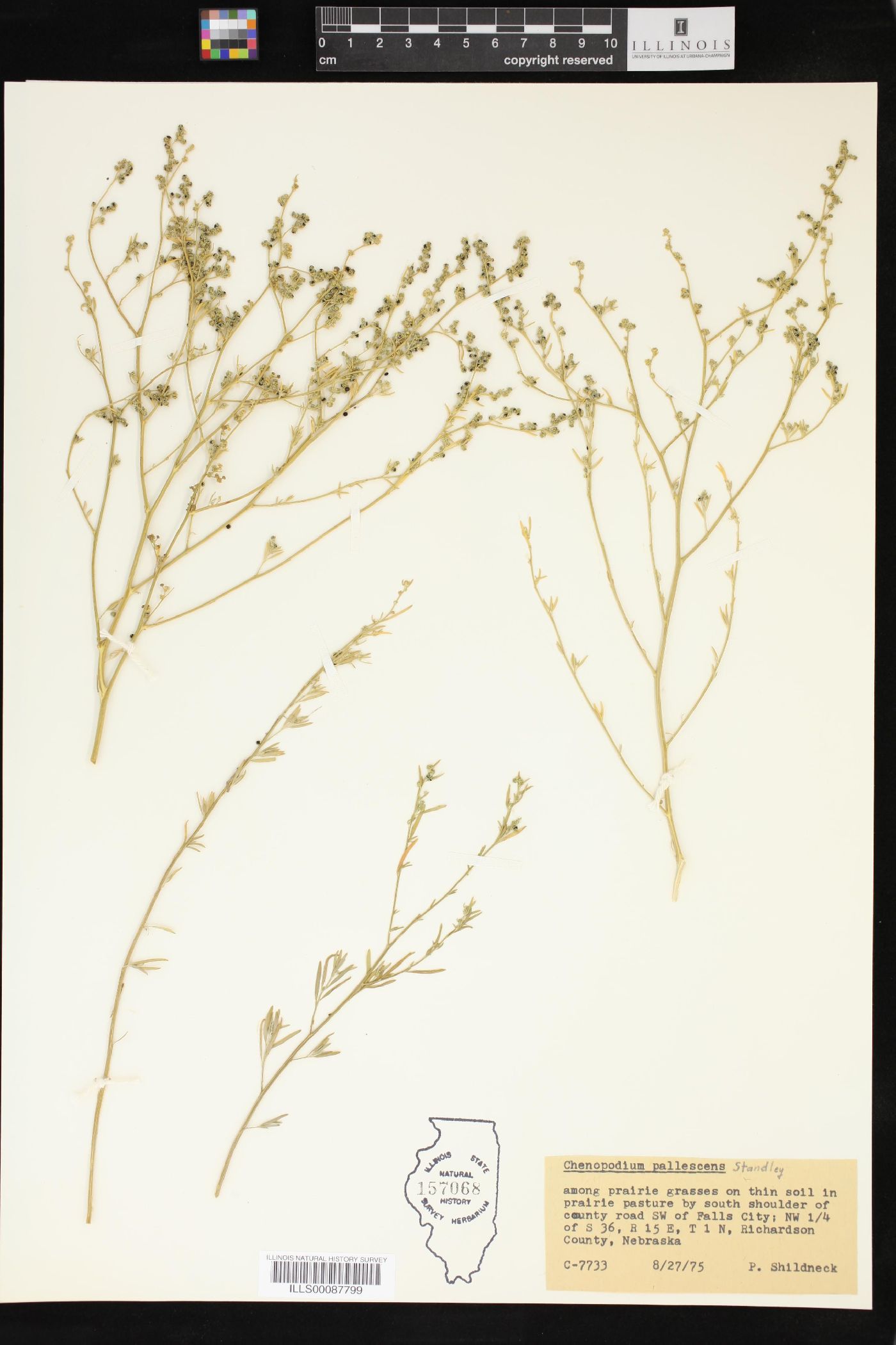 Chenopodium pallescens image