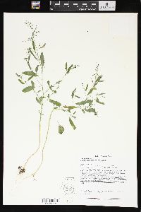 Chenopodium standleyanum image