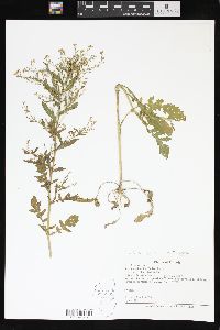 Rorippa palustris subsp. fernaldiana image