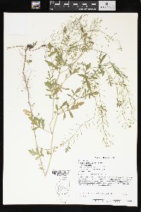 Rorippa palustris var. palustris image