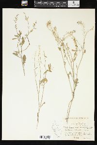 Rorippa sessiliflora image