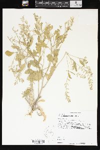 Rorippa sessiliflora image