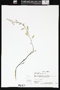 Rorippa sessiliflora image