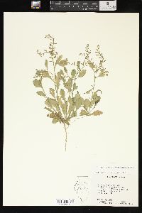 Rorippa sessiliflora image