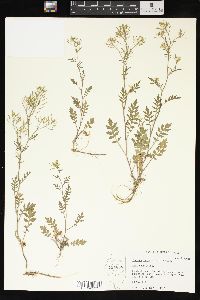 Rorippa sylvestris image