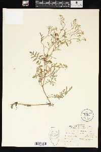 Rorippa sylvestris image