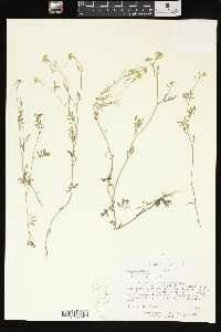 Rorippa sylvestris image