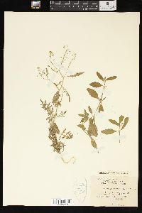 Rorippa sylvestris image