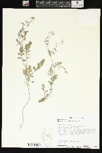 Rorippa sylvestris image