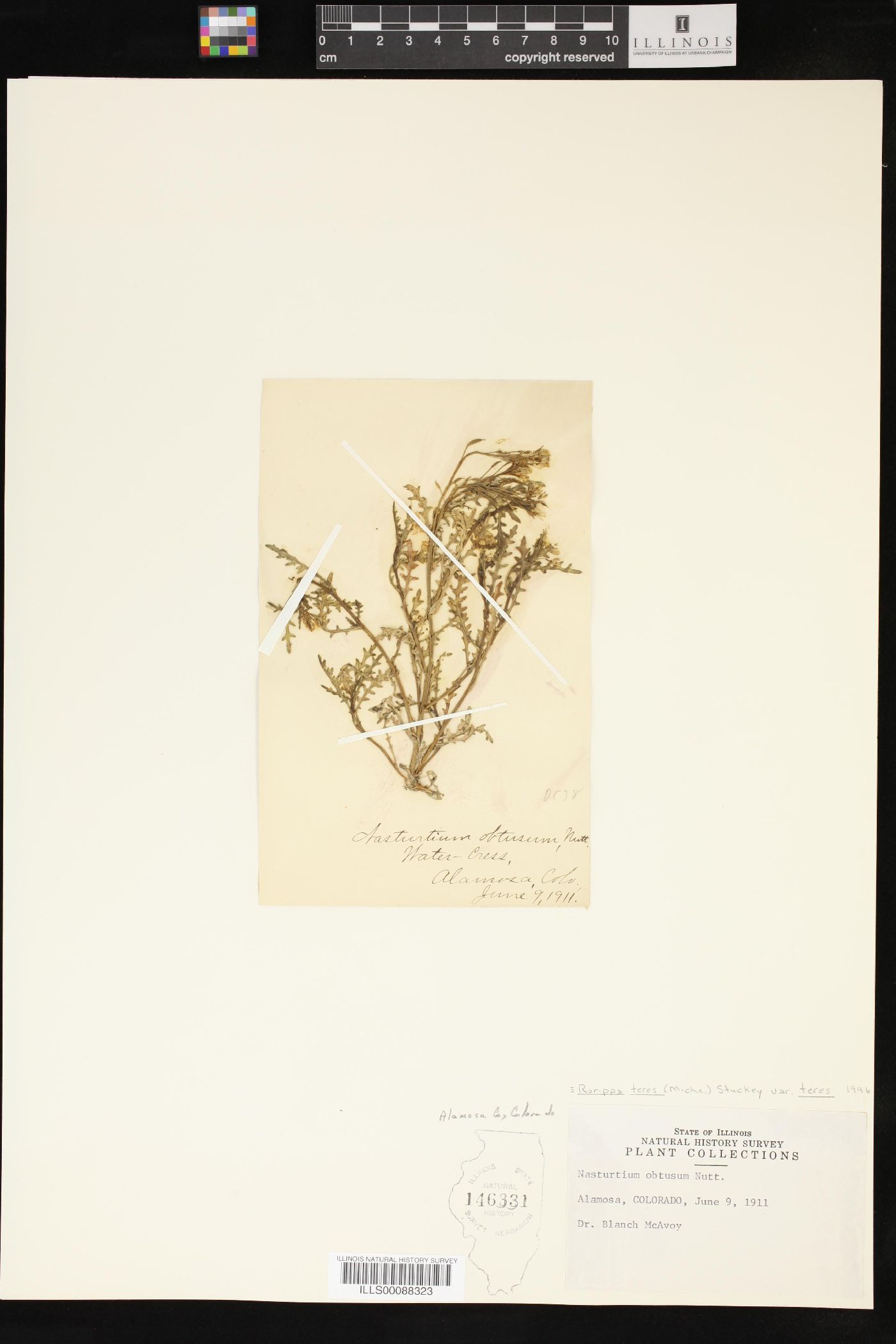 Rorippa teres var. teres image