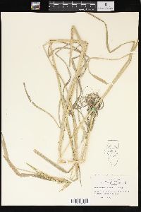 Echinochloa colona image