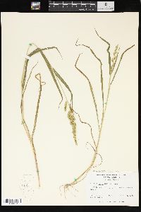 Echinochloa colona image