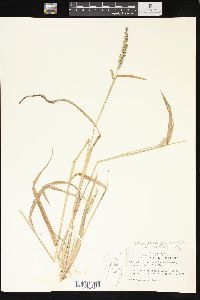 Echinochloa muricata var. microstachya image