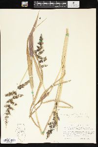 Echinochloa muricata var. microstachya image