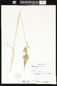 Echinochloa muricata var. microstachya image