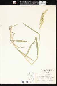 Echinochloa muricata var. microstachya image