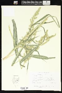 Echinochloa muricata var. muricata image