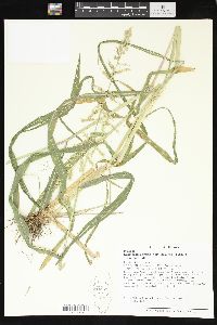 Echinochloa muricata var. muricata image