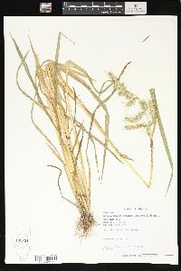 Echinochloa muricata var. muricata image