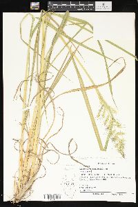 Echinochloa muricata var. muricata image