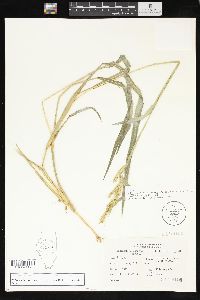 Echinochloa muricata var. microstachya image