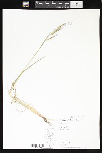 Echinochloa walteri image