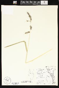 Echinochloa walteri image