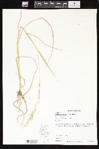 Echinochloa walteri image