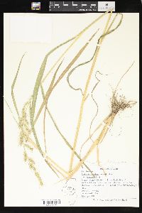 Echinochloa walteri image