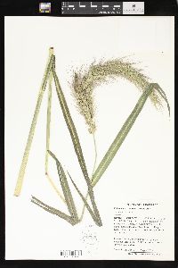 Echinochloa walteri image