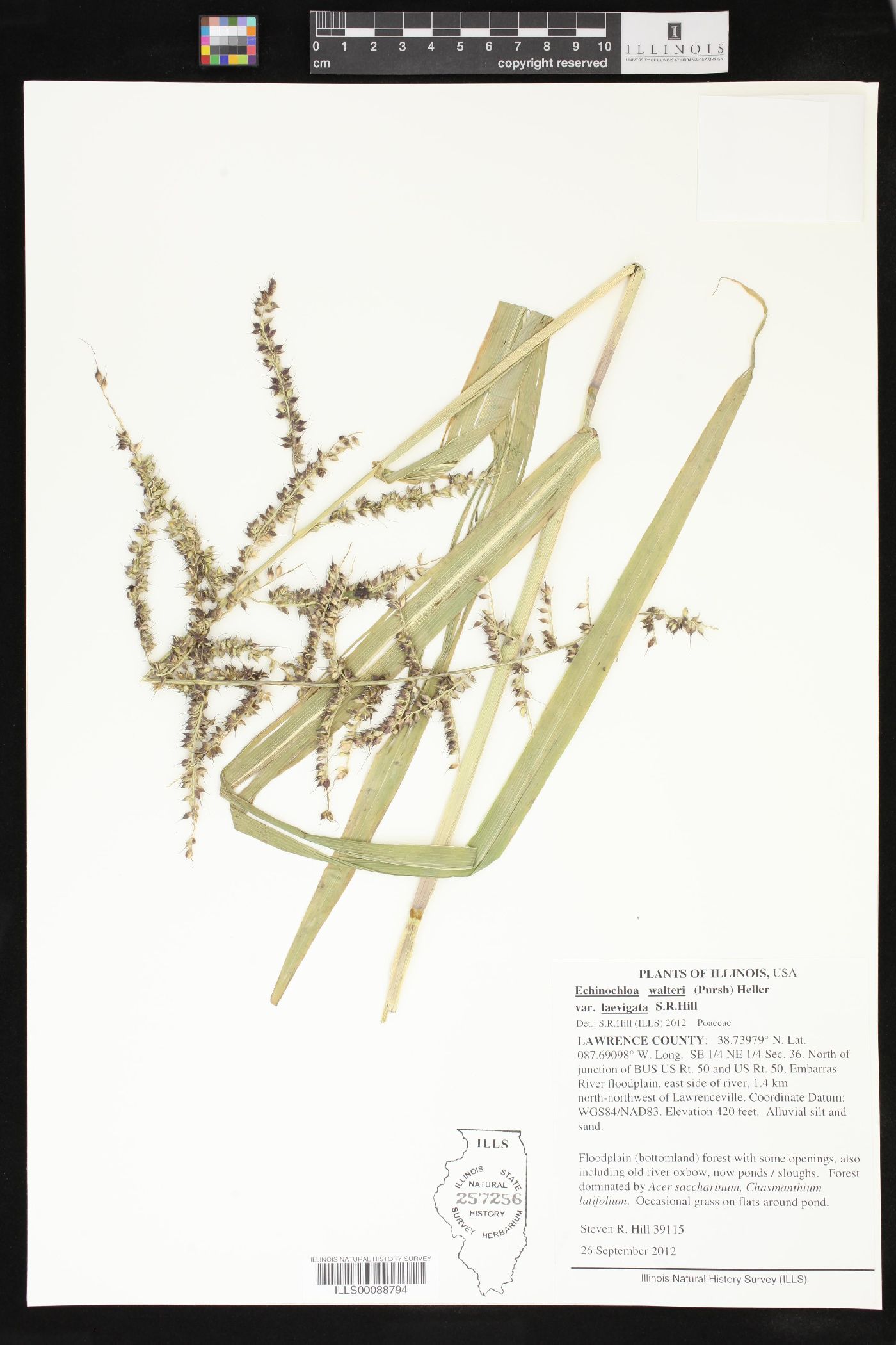 Echinochloa walteri var. laevigata image