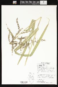 Echinochloa walteri image