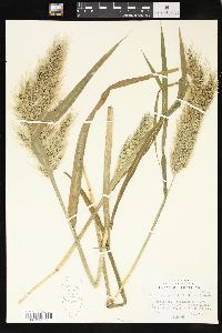 Echinochloa walteri image