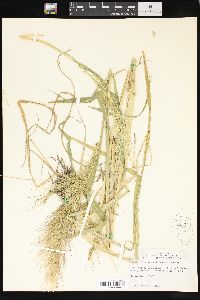 Echinochloa walteri image