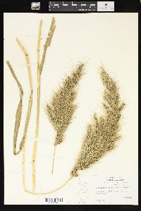 Echinochloa walteri image