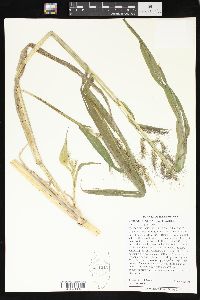 Echinochloa walteri image