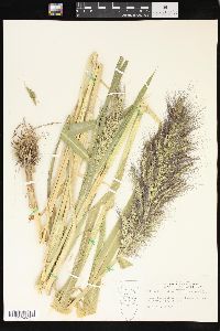 Echinochloa walteri image