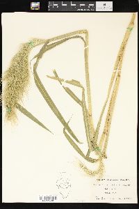 Echinochloa walteri image