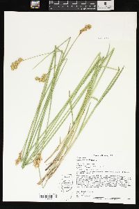 Carex bicknellii image